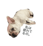 犬の顔−表情– JP（個別スタンプ：10）