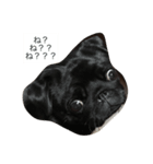 犬の顔−表情– JP（個別スタンプ：14）