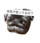 犬の顔−表情– JP（個別スタンプ：16）