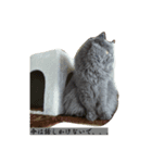 可愛い犬と猫スタンプ（個別スタンプ：1）