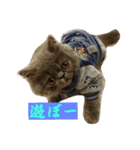 可愛い犬と猫スタンプ（個別スタンプ：2）
