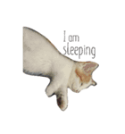 可愛い犬と猫スタンプ（個別スタンプ：4）