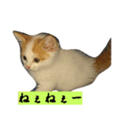 可愛い犬と猫スタンプ（個別スタンプ：5）