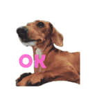 可愛い犬と猫スタンプ（個別スタンプ：7）