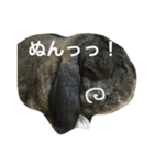 モッフモフうさぎ 1（個別スタンプ：1）
