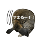 モッフモフうさぎ 1（個別スタンプ：3）