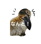 モッフモフうさぎ 1（個別スタンプ：5）