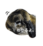 モッフモフうさぎ 1（個別スタンプ：6）