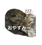モッフモフうさぎ 1（個別スタンプ：7）