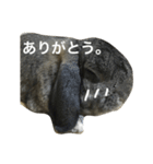 モッフモフうさぎ 1（個別スタンプ：8）