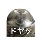 モッフモフうさぎ 1（個別スタンプ：9）