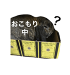 モッフモフうさぎ 1（個別スタンプ：11）