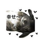 モッフモフうさぎ 1（個別スタンプ：12）