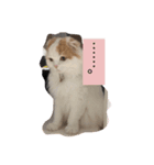 みみオレ猫こうた（個別スタンプ：1）