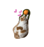 みみオレ猫こうた（個別スタンプ：2）
