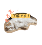みみオレ猫こうた（個別スタンプ：5）