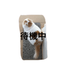 みみオレ猫こうた（個別スタンプ：8）