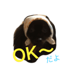 ポメラニアンおはぎ（個別スタンプ：5）