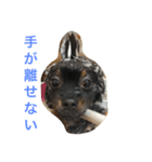 ポメラニアンおはぎ（個別スタンプ：7）