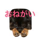 ポメラニアンおはぎ（個別スタンプ：8）
