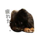 ポメラニアンおはぎ（個別スタンプ：11）