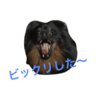 ポメラニアンおはぎ（個別スタンプ：13）