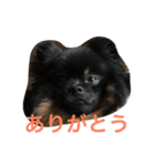 ポメラニアンおはぎ（個別スタンプ：16）
