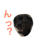ポメラニアンおはぎ（個別スタンプ：18）