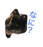 ポメラニアンおはぎ（個別スタンプ：24）