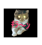 Cat's appeal（個別スタンプ：1）