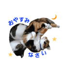 Cat's appeal（個別スタンプ：2）