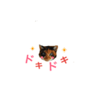 Cat's appeal（個別スタンプ：3）