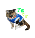 Cat's appeal（個別スタンプ：4）