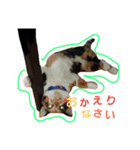Cat's appeal（個別スタンプ：5）
