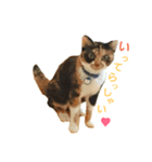 Cat's appeal（個別スタンプ：6）