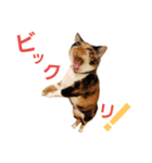 Cat's appeal（個別スタンプ：7）