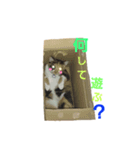 Cat's appeal（個別スタンプ：8）