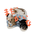 ぽ⁉（個別スタンプ：12）