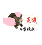 Fei Fei Meow 2（個別スタンプ：6）