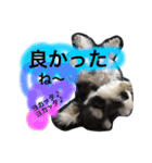 シュナのサスケ（個別スタンプ：7）