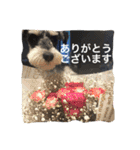 シュナのサスケ（個別スタンプ：8）