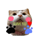 たまこ＊ねこ.（個別スタンプ：1）