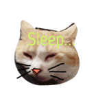 たまこ＊ねこ.（個別スタンプ：2）