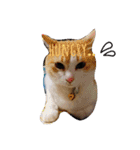 たまこ＊ねこ.（個別スタンプ：3）