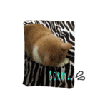 たまこ＊ねこ.（個別スタンプ：6）