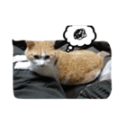 たまこ＊ねこ.（個別スタンプ：8）
