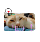 たまこ＊ねこ.（個別スタンプ：9）