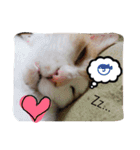 たまこ＊ねこ.（個別スタンプ：13）