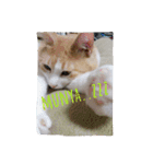 たまこ＊ねこ.（個別スタンプ：15）