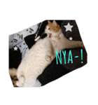 たまこ＊ねこ.（個別スタンプ：16）